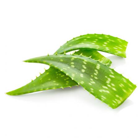 صادرات عمده برگ آلوئه ورا