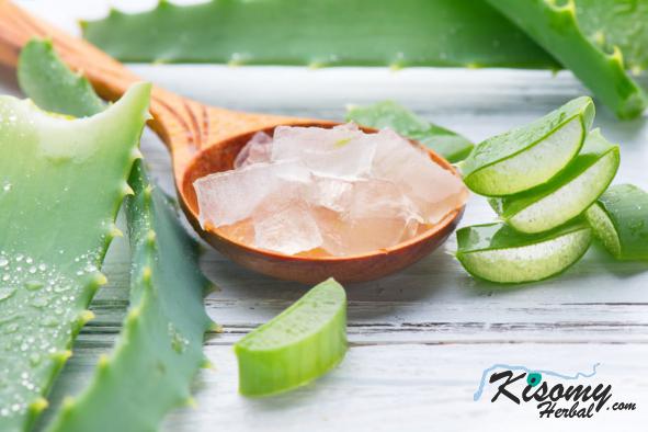 عرضه کلی برگ آلوئه ورا خوراکی