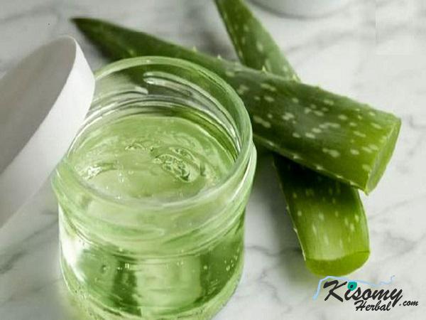 خرید عمده برگ آلوئه ورا مرغوب