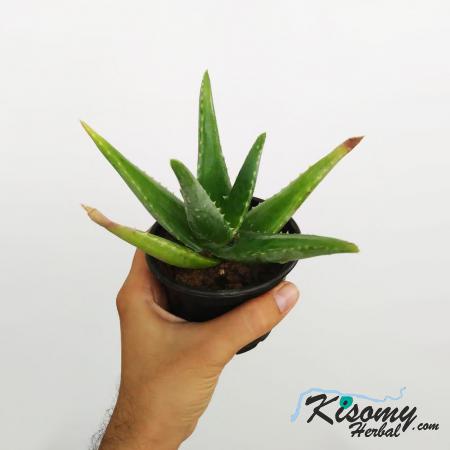 سفارش عمده برگ آلوئه ورا تزئینی