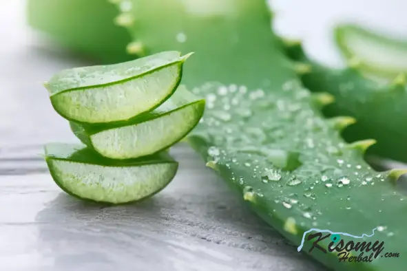 آنچه درباره برگه آلوئه ورا نمی دانید