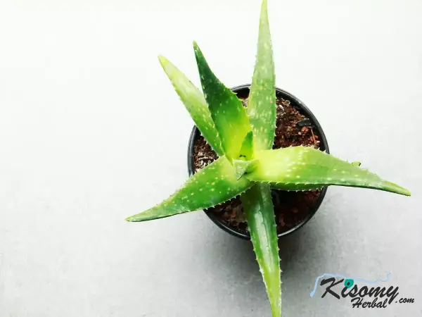 فروش تضمینی برگ آلوئه ورا خوراکی