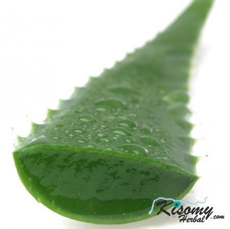 خرید ارزان برگ آلوئه ورا دارویی