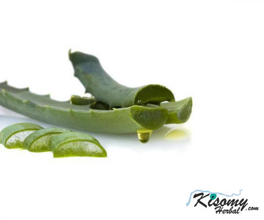 راهنمای خرید انواع برگ آلوئه ورا