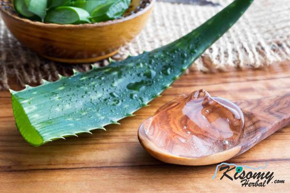 فروشنده برگ آلوئه ورا خوراکی