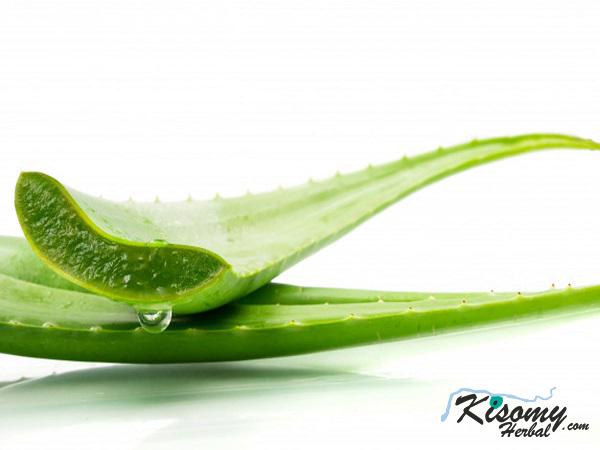 کارایی انواع برگ آلوئه ورا ضخیم