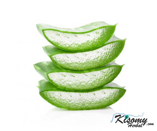 قیمت تولیدی برگ تازه آلوئه ورا