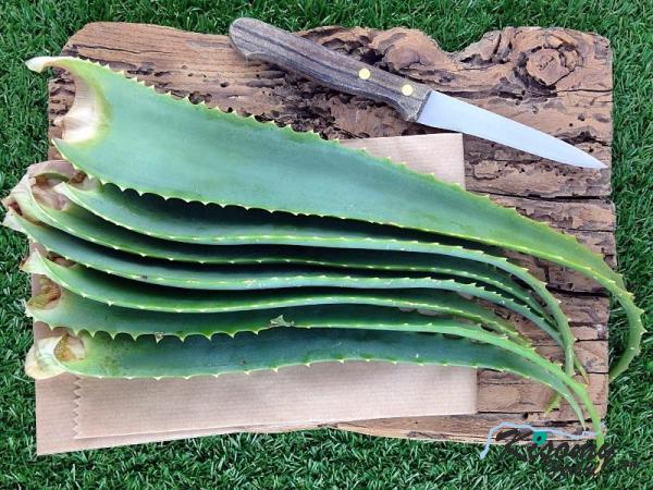 راهنمای خرید انواع برگ تازه آلوئه ورا