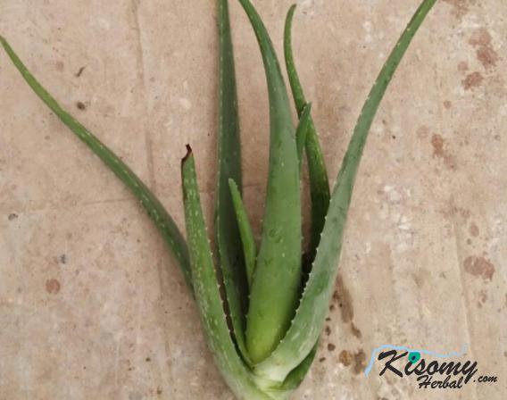 خرید انواع برگ آلوئه ورا صادراتی