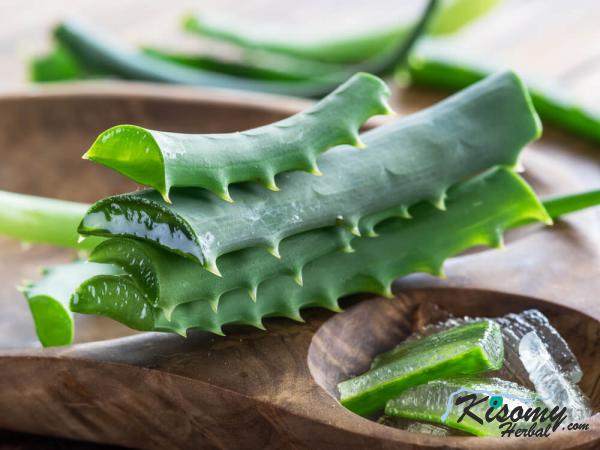 مراکز عرضه برگ آلوئه ورا عمده