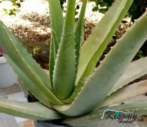 اطلاعاتی درباره کیفیت برگ آلوئه ورا